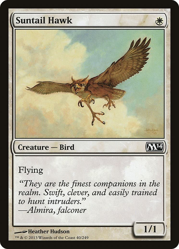 Suntail Hawk - Image 1