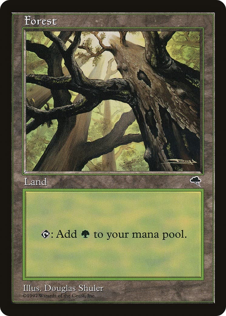 Forest - Image 1