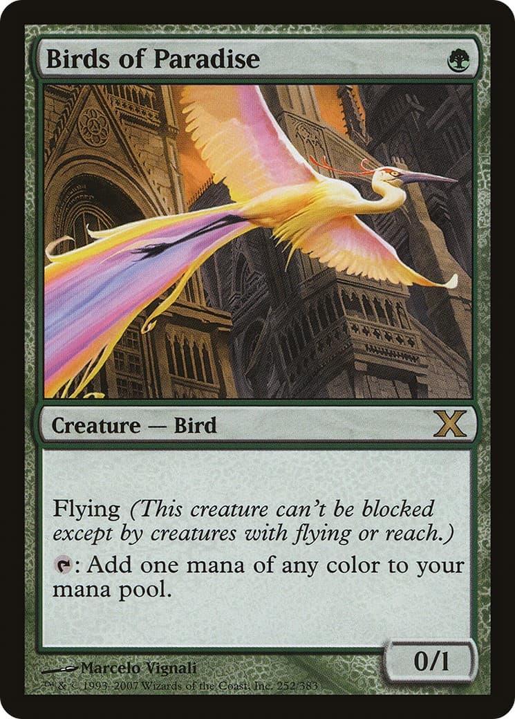 Birds of Paradise - Image 1