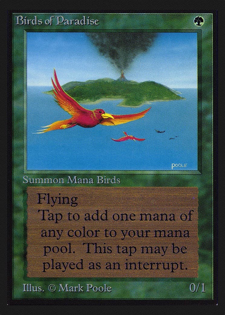 Birds of Paradise - Image 1