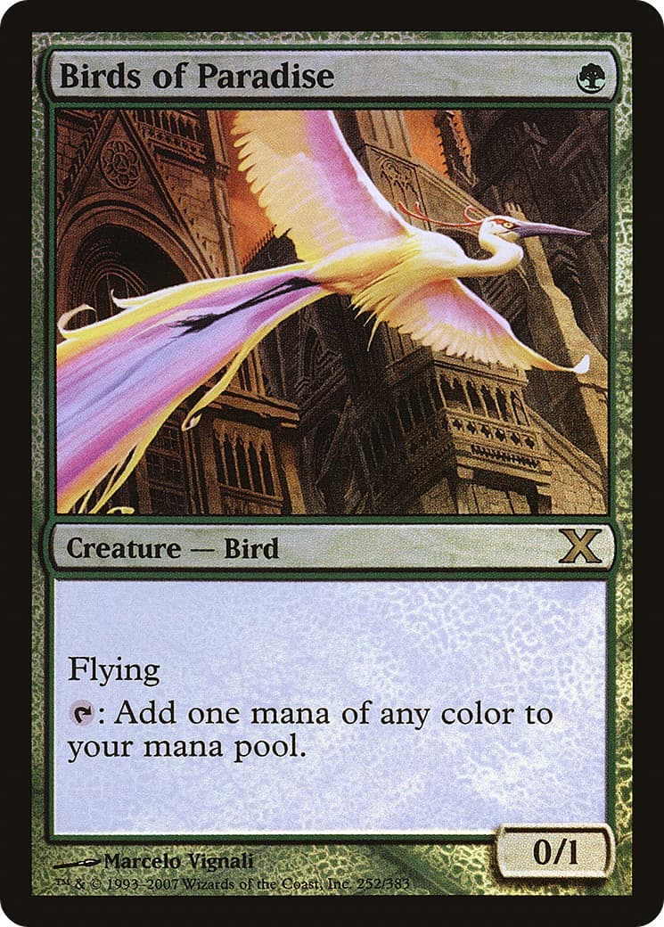 Birds of Paradise - Image 1