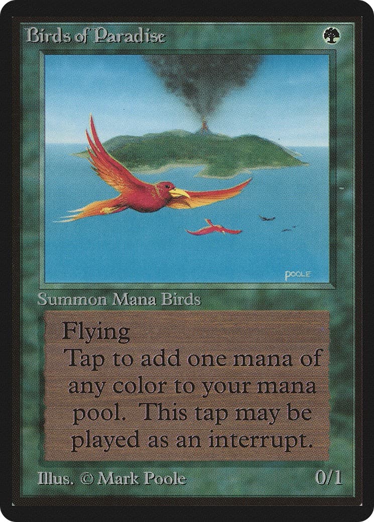 Birds of Paradise - Image 1