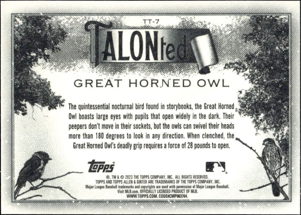 Great Horned Owl - Back
