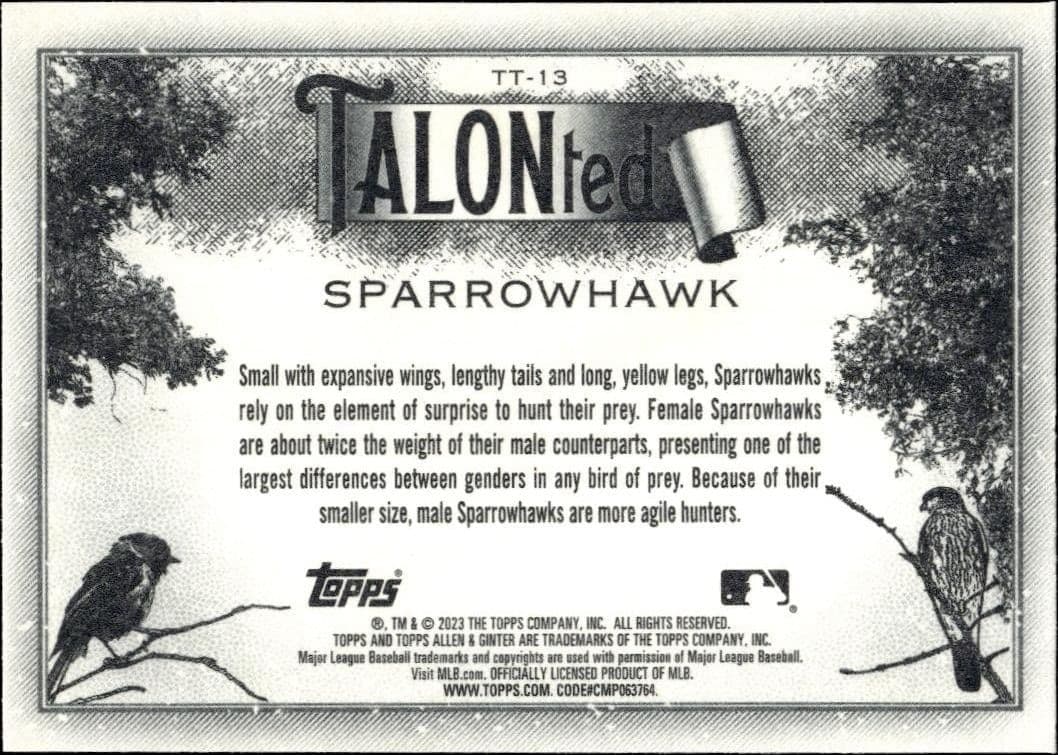 Sparrowhawk - Back