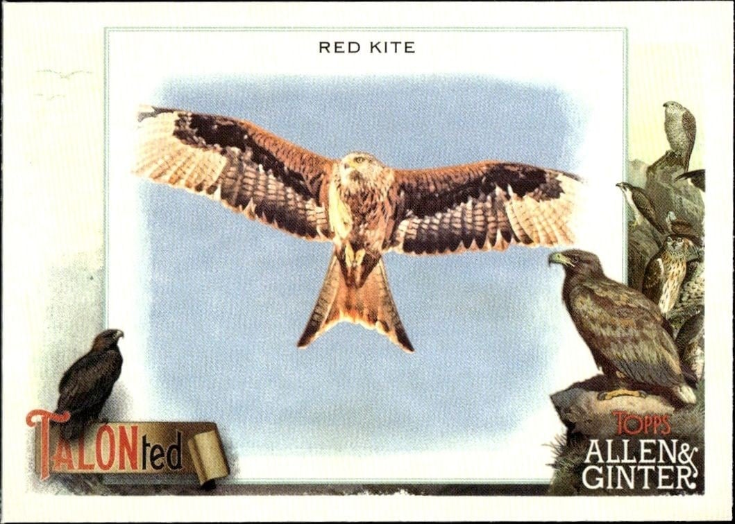 Red Kite 2023 Topps Allen & Ginter #TT-14 Baseball Trading Card - Front 2023 Topps Allen & Ginter Red Kite #TT-14 baseball trading card front