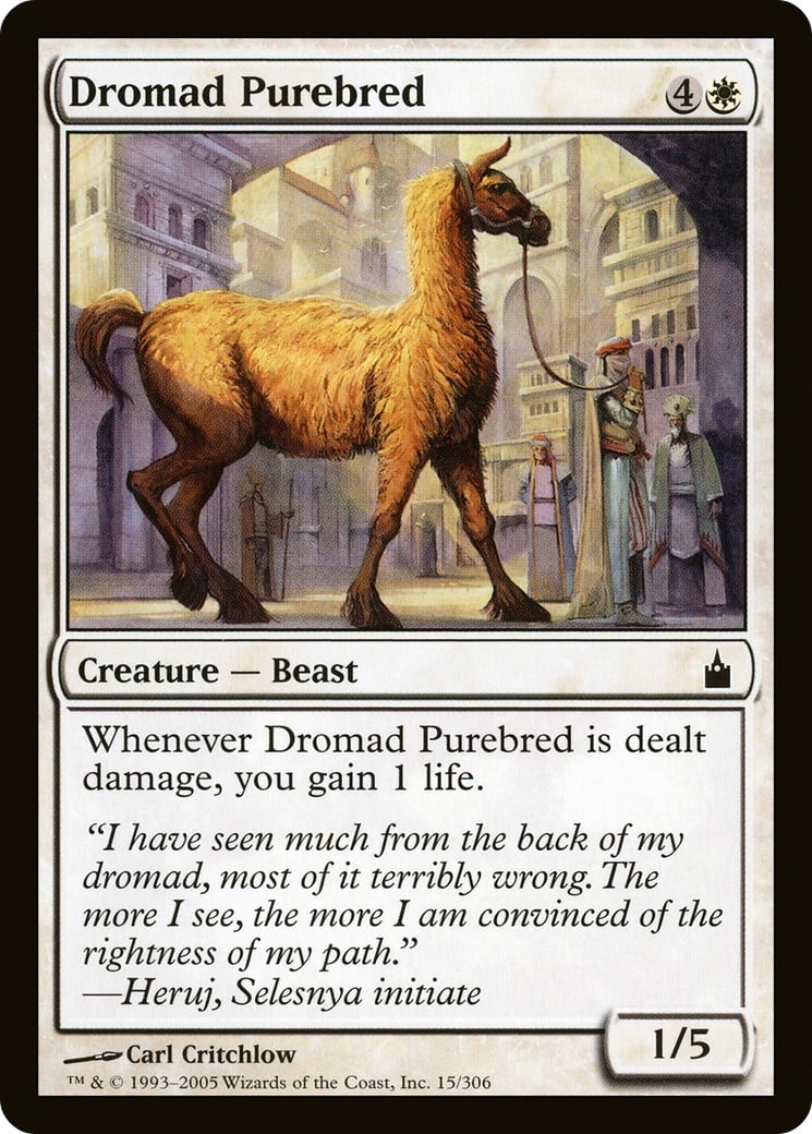 Dromad Purebred - Image 1