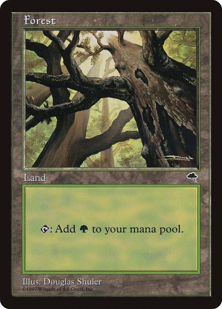 Forest - Image 1