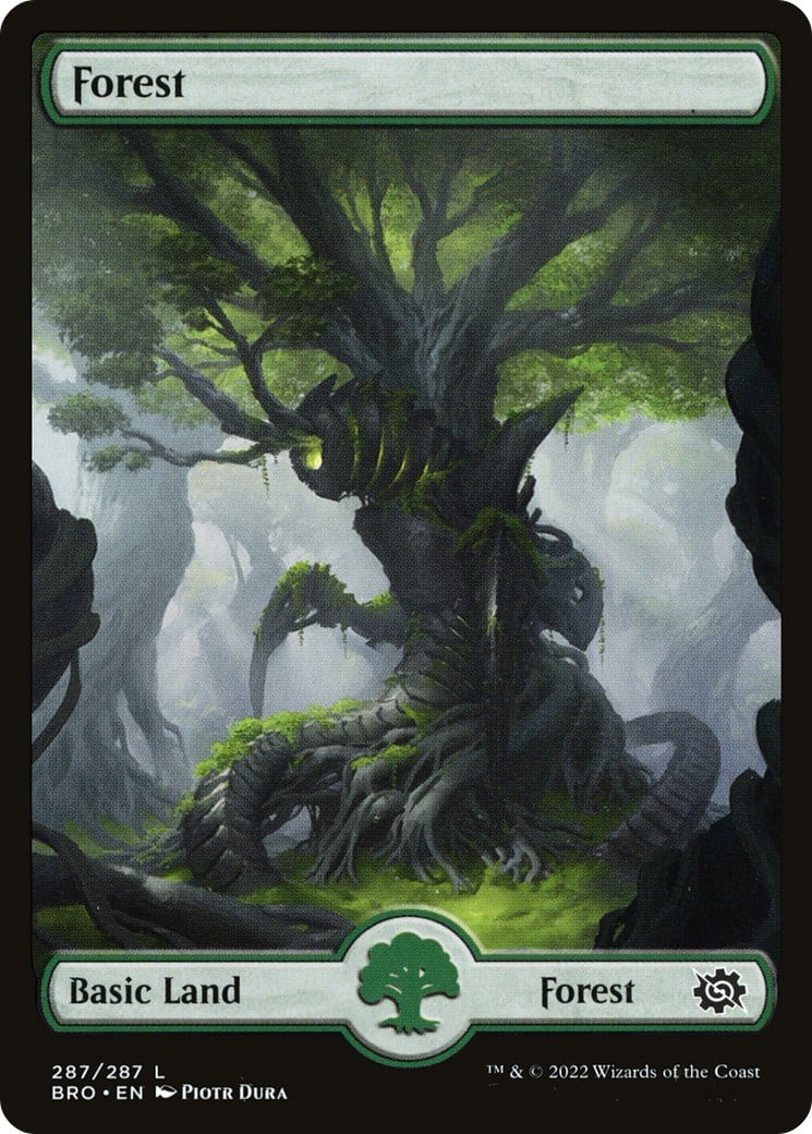 Forest - Image 1