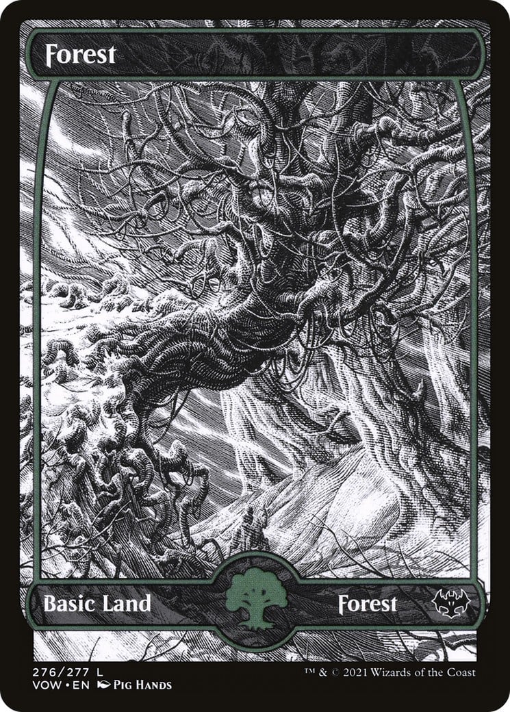 Forest - Image 1