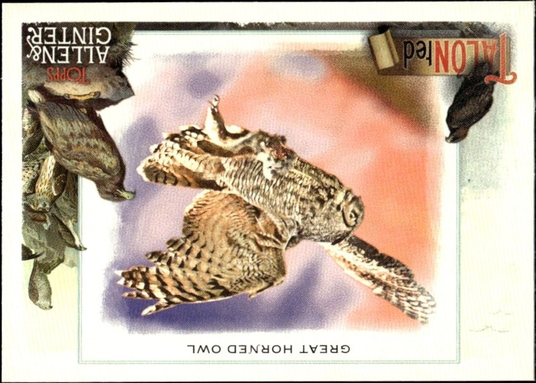 2023 Topps Allen & Ginter Great Horned Owl #TT-7 baseball trading card front