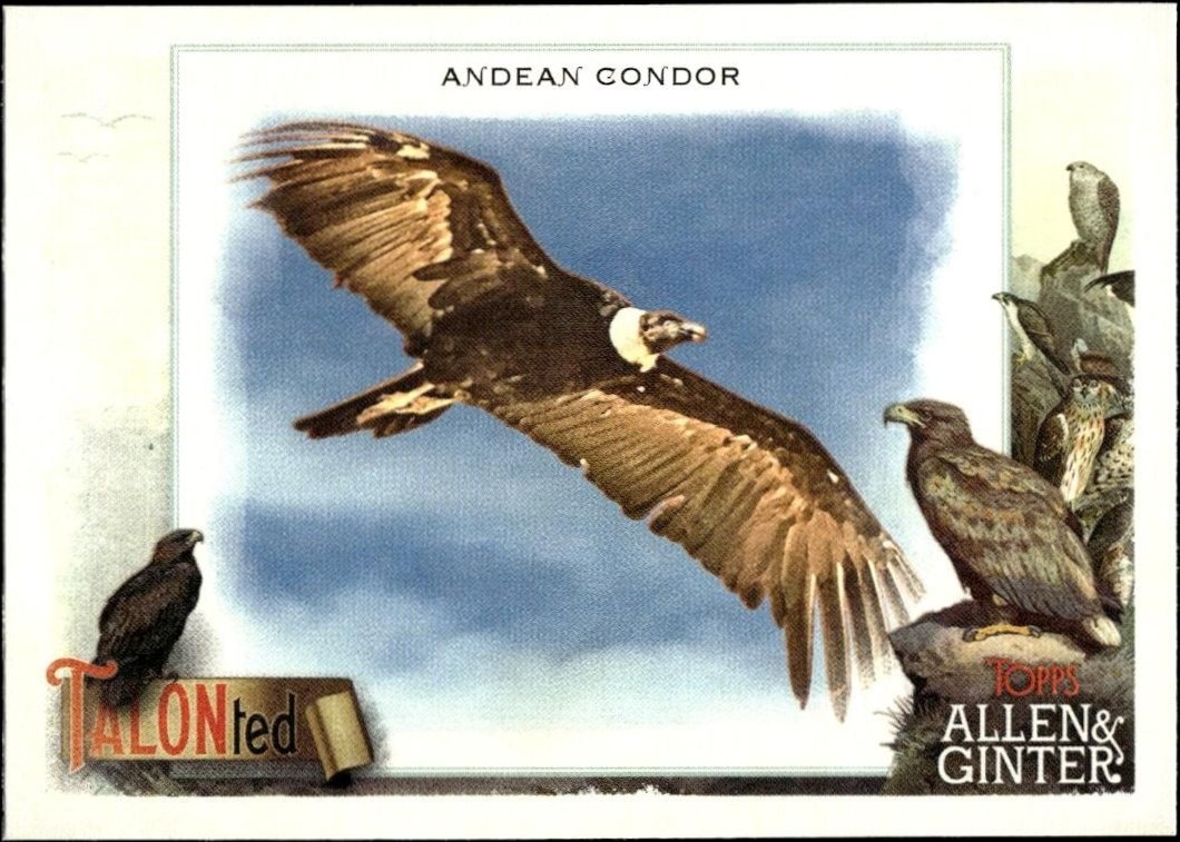 2023 Topps Allen & Ginter Andean Condor #TT-2 baseball trading card front