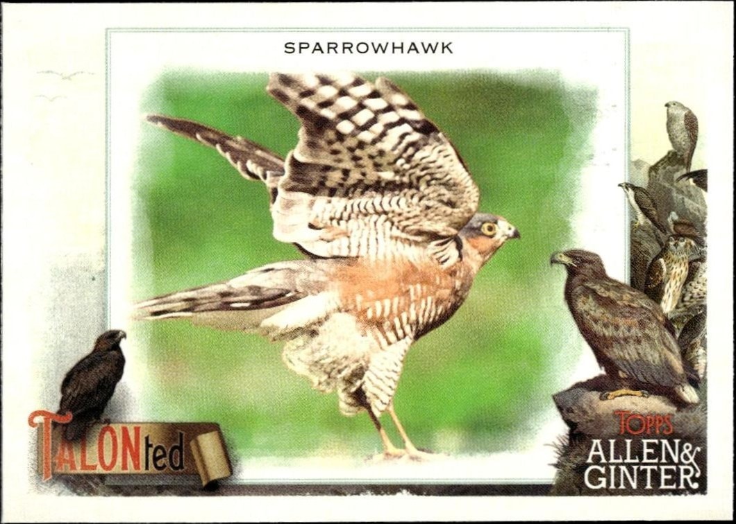 2023 Topps Allen & Ginter Sparrowhawk #TT-13 baseball trading card front