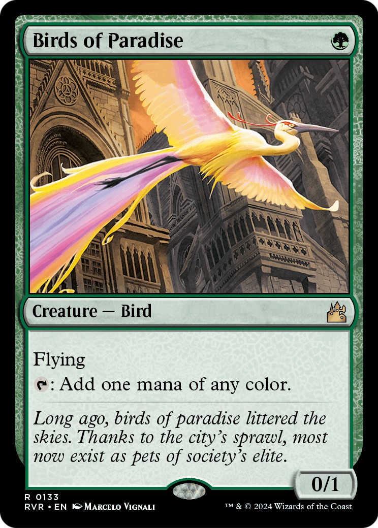 Birds of Paradise - Image 1