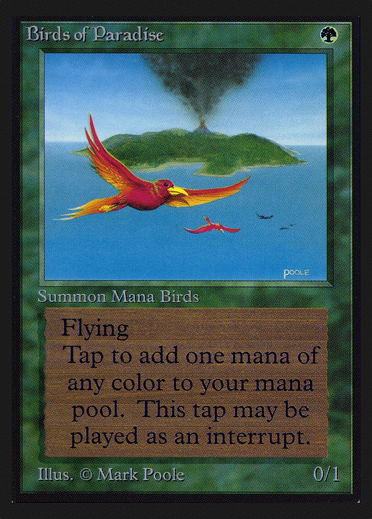 Birds of Paradise - Image 1