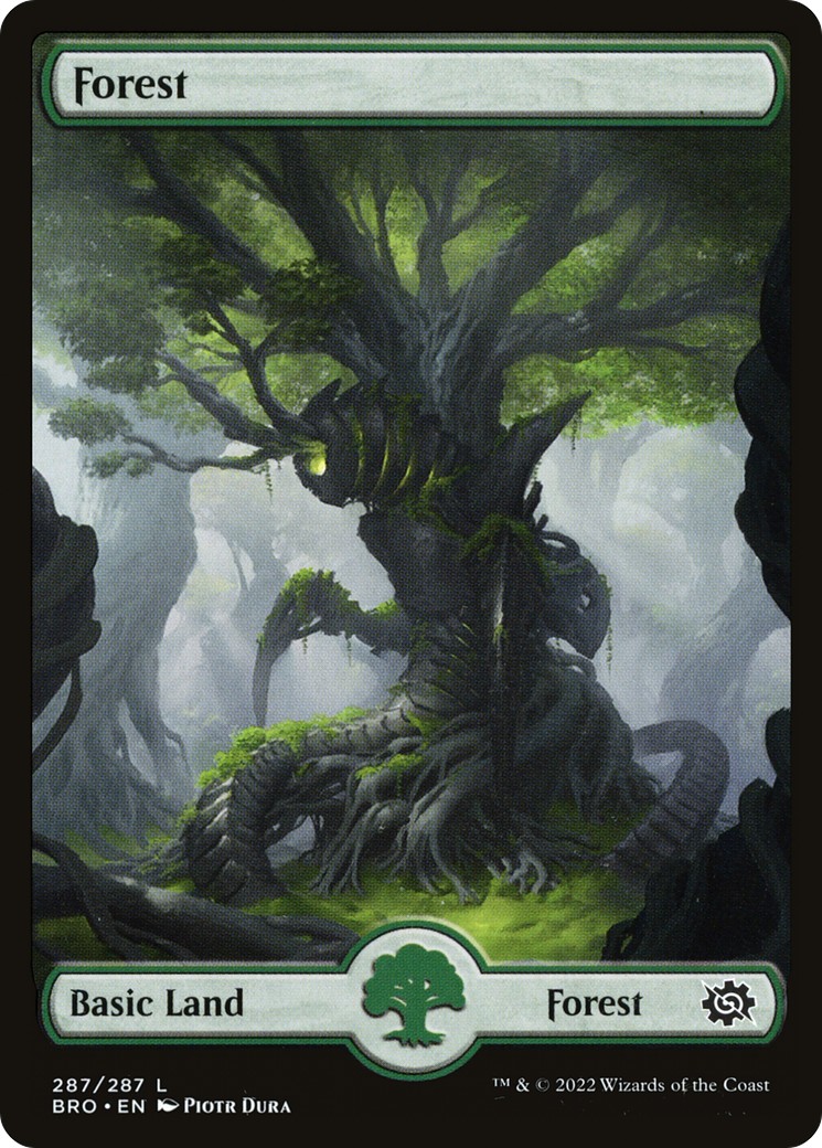 Forest - Image 1