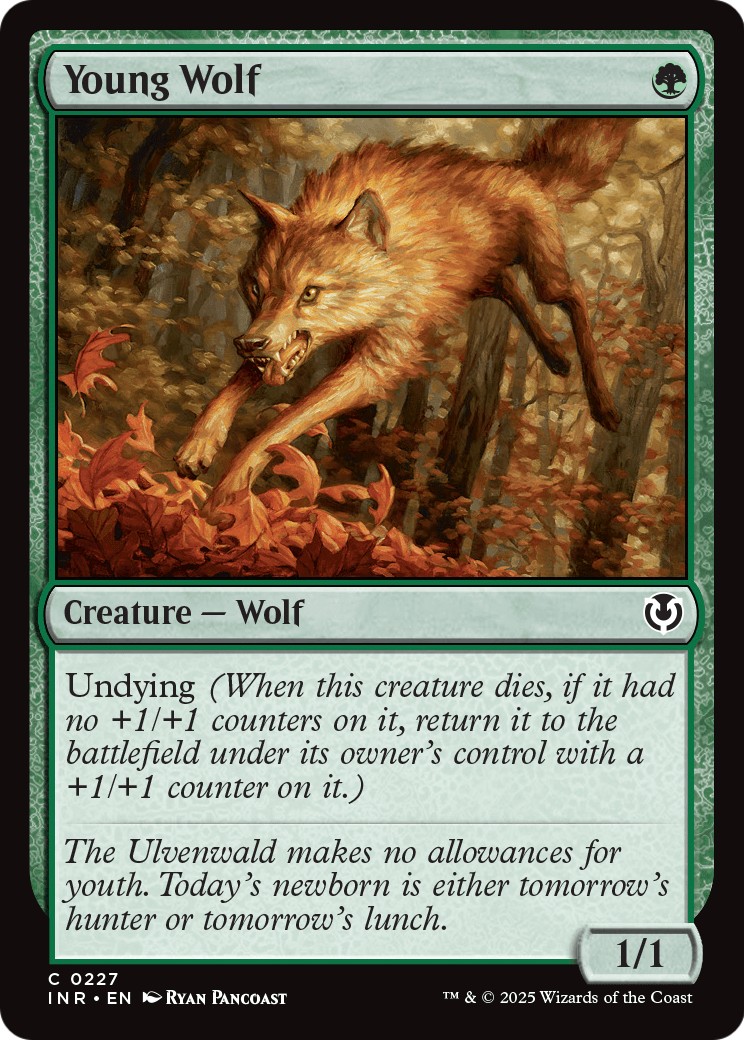Young Wolf - Image 1